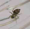 Heliophanus tribulosus